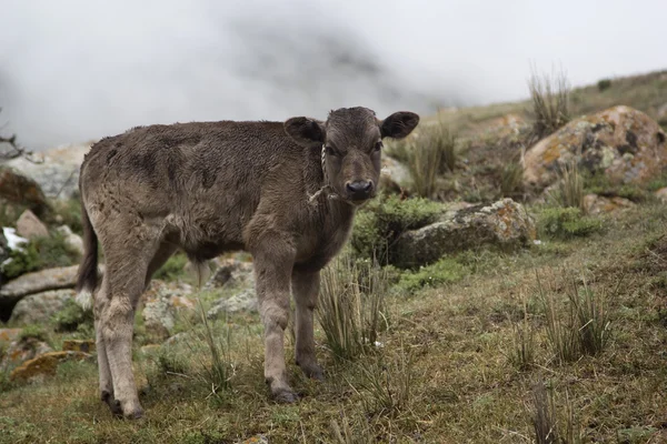 Un ternero en el pasto —  Fotos de Stock