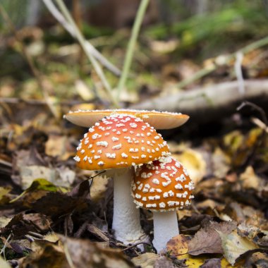 Amanita mantar orman