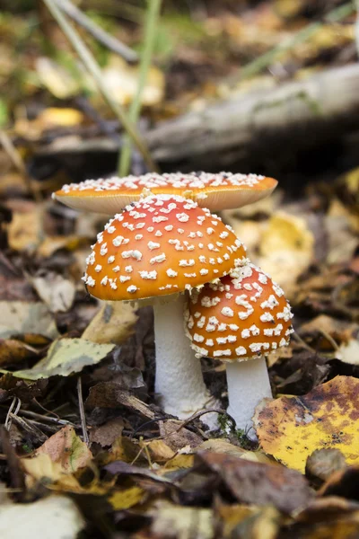 Cogumelos Amanita na floresta — Fotografia de Stock