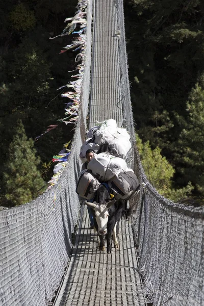 SAGARMATHA, NEPAL - NOVEMBER 06: Yaks carrying goods on hanging — Stock Photo, Image