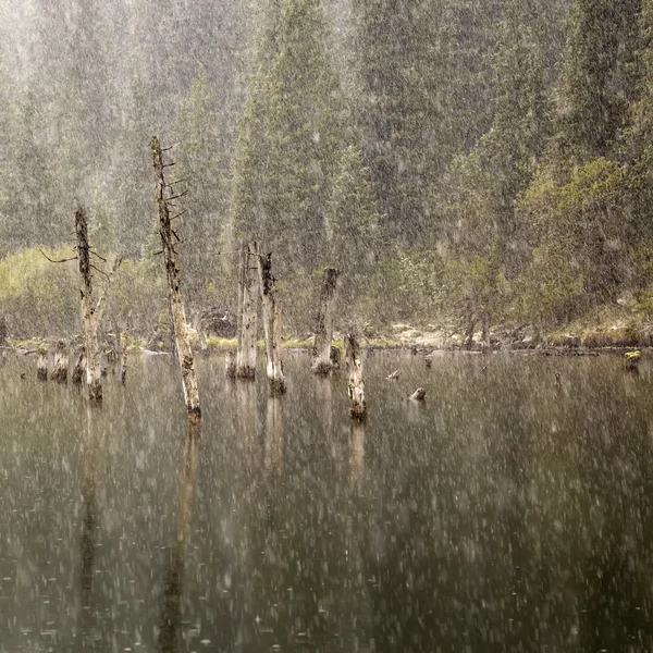 Lake Forest w śniegu — Zdjęcie stockowe