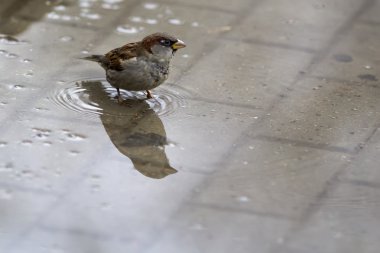 Bir su birikintisi içinde ıslak serçe