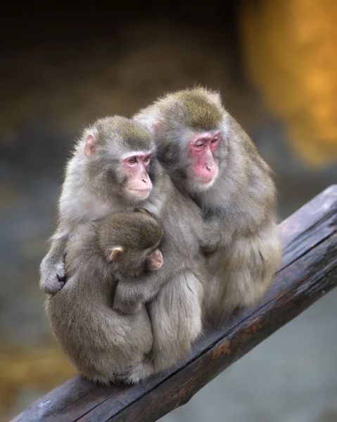 Familie van apen - vader, moeder en kind — Stockfoto