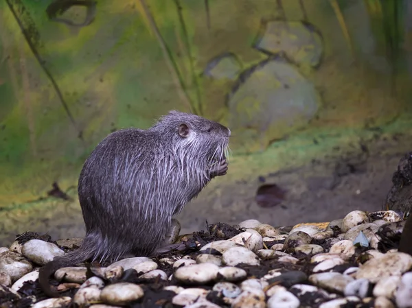 Nutrie (Myocastor coypus) — Stock fotografie