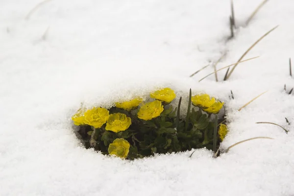 Small yellow flowers in  snow — Stock Photo, Image