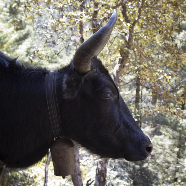 Een Jak in Nepal Himalaya — Stockfoto