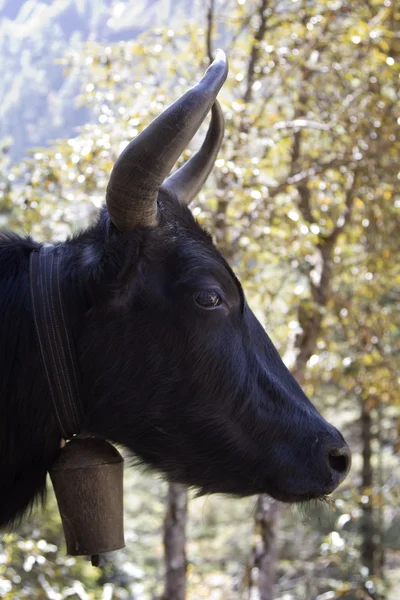 En yak i Nepal Himalaya - Stock-foto