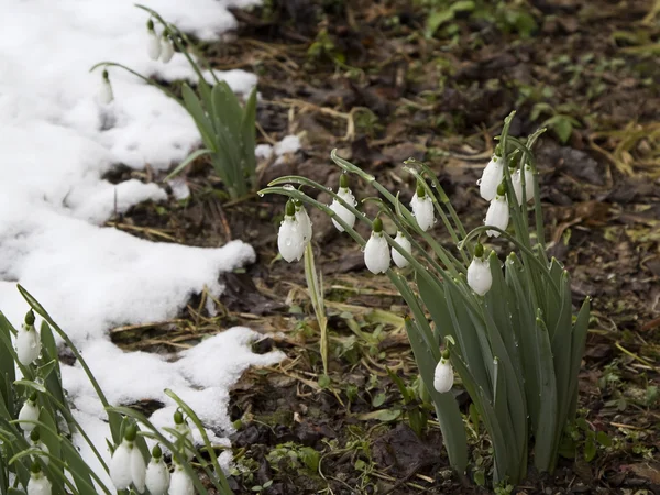 Tavaszi hóvirág (Galanthus) az erdő virágok tavasszal — Stock Fotó