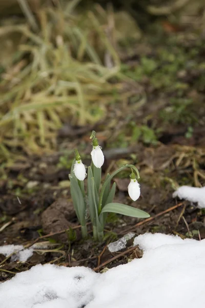 Lente bloemen sneeuwklokjes (Galanthus) in een forest in het voorjaar van — Stockfoto