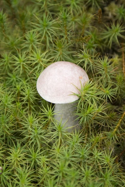 Boleto de chapéu marrom (cogumelo Leccinum scabrum) no musgo verde — Fotografia de Stock