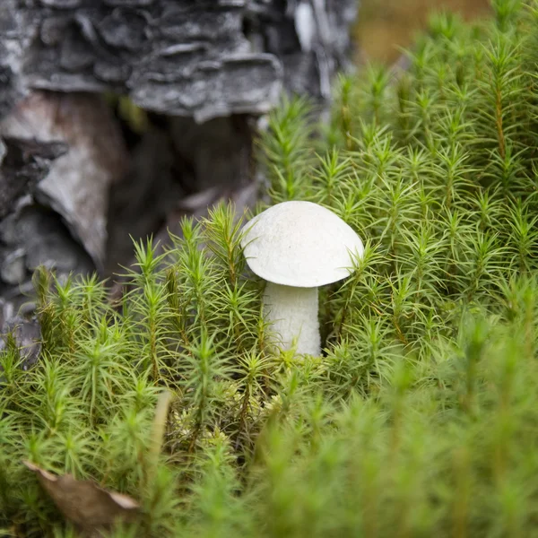 Boleto de chapéu marrom (cogumelo Leccinum scabrum) no musgo verde — Fotografia de Stock
