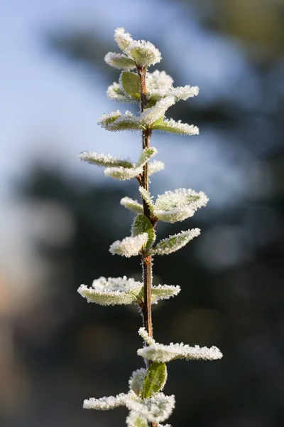 Branch of barberry in frost — Stock Photo, Image