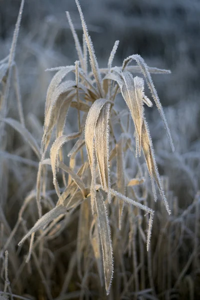 Grass covered with frost in early winter — Stock Photo, Image