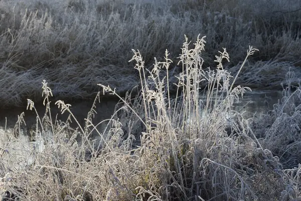 Herbe couverte de gel au début de l'hiver — Photo