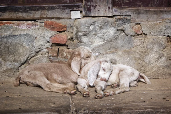 Twee kleine geiten zijn slapen op de straat in Kathmandu, Nepal — Stockfoto