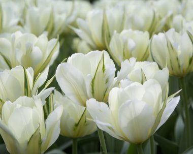 Parkta beyaz laleler