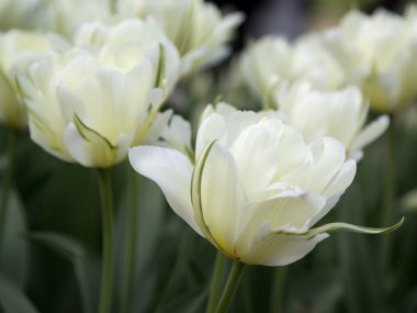 Parkta beyaz laleler