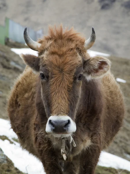 Portrét shaggy červená kráva — Stock fotografie