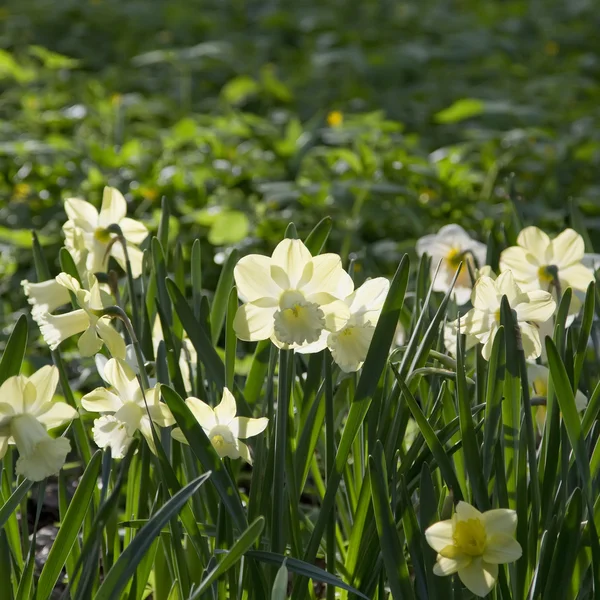 Narcisse en fleurs dans le parc — Photo