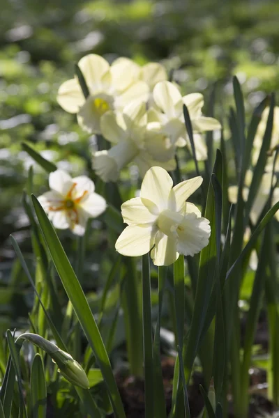 Bloeiende narcissus in het park — Stockfoto