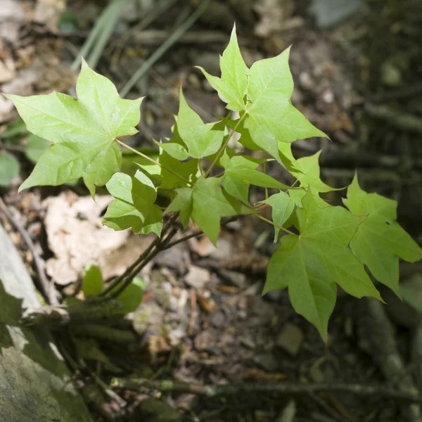 Liten lönnträd med gröna blad — Stockfoto