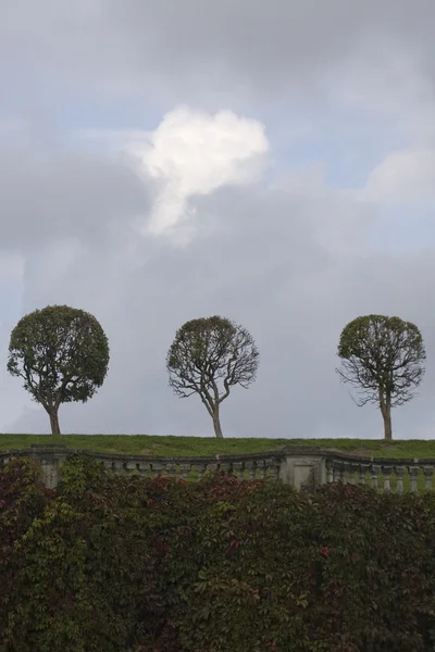 公園に木が 3 つ — ストック写真