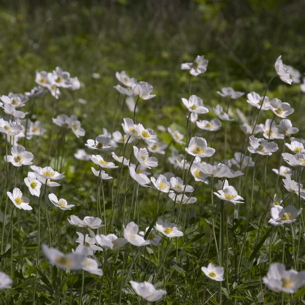 Anemonen bloeien in de lente — Stockfoto