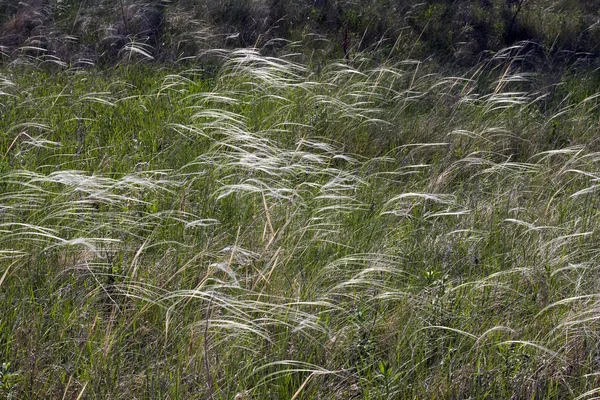 Stipa steppe in a clearing in the woods on a sunny day — Stock Photo, Image
