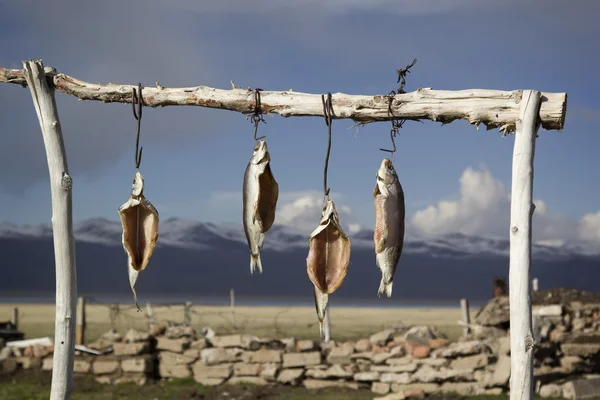 Сушеная соленая белая рыба на открытом воздухе. Озеро Иссык-Куль — стоковое фото