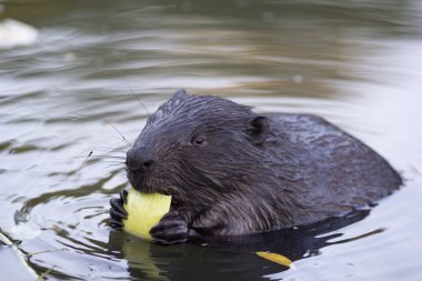 The beaver chews a piece of apple
