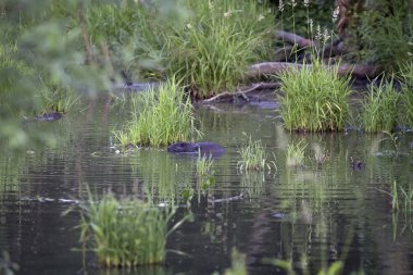 Vahşi doğada bir kunduz