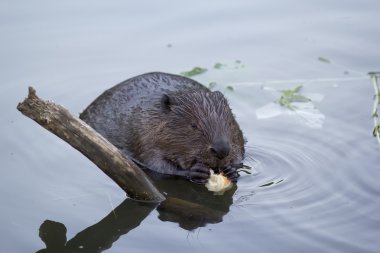 The beaver in the pond eating a piece of bread
