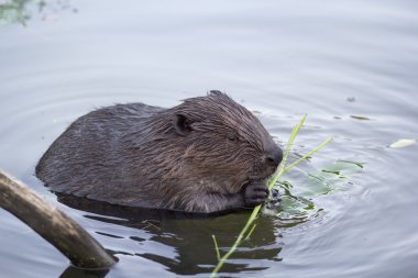 The beaver in the pond eating a twig