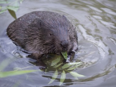 The beaver in the pond eating a twig