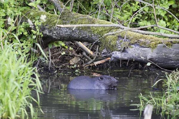 A beaver in the wild — Stockfoto