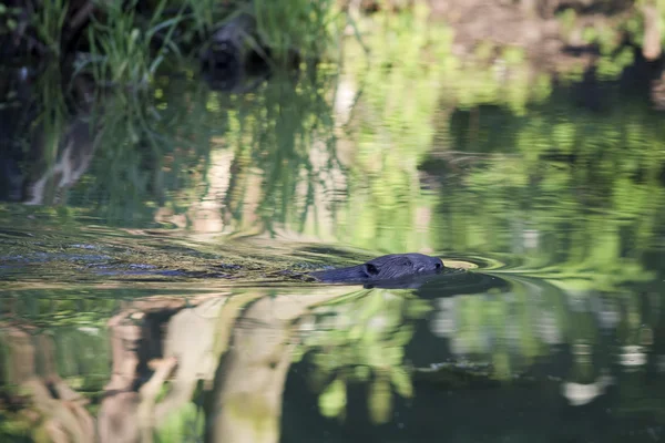 Beaver swims across the river — Stockfoto