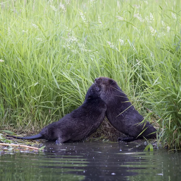 Dois machos castores estão lutando — Fotografia de Stock