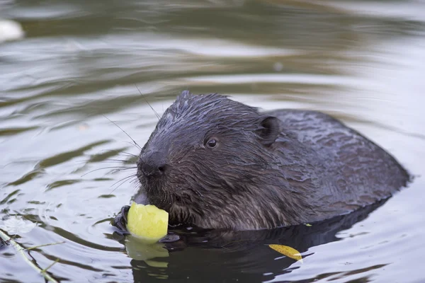 The beaver chews a piece of apple — Stock fotografie