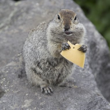 Bir parça peynir yeme gopher