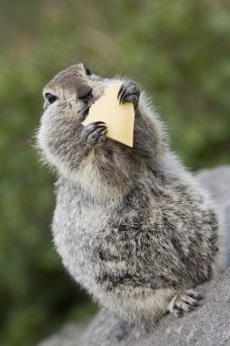 Bir parça peynir yeme gopher
