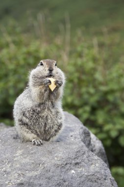 Bir parça peynir yeme gopher