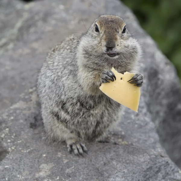 Gopher comiendo un trozo de queso —  Fotos de Stock