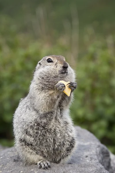 Gopher eating a piece of cheese — Stock Photo, Image