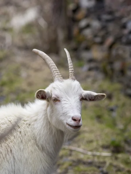 Retrato de una cabra blanca — Foto de Stock