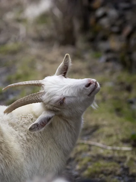 Portrait of a white goat — Stock Photo, Image