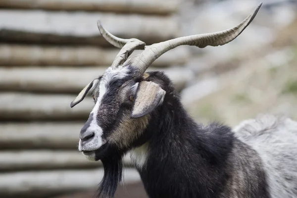 Retrato de una cabra negra — Foto de Stock