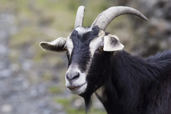 Portret van een zwarte geit — Stockfoto