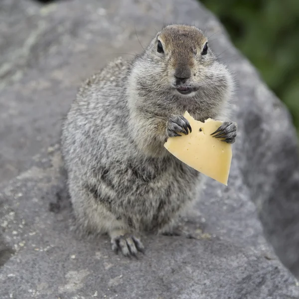 Gopher äta en bit ost Royaltyfria Stockfoton