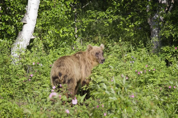Medvěd v přírodě, Kamčatka, Rusko — Stock fotografie
