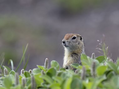 A ground squirrel (Spermophilus or Citellus) in the grass  clipart